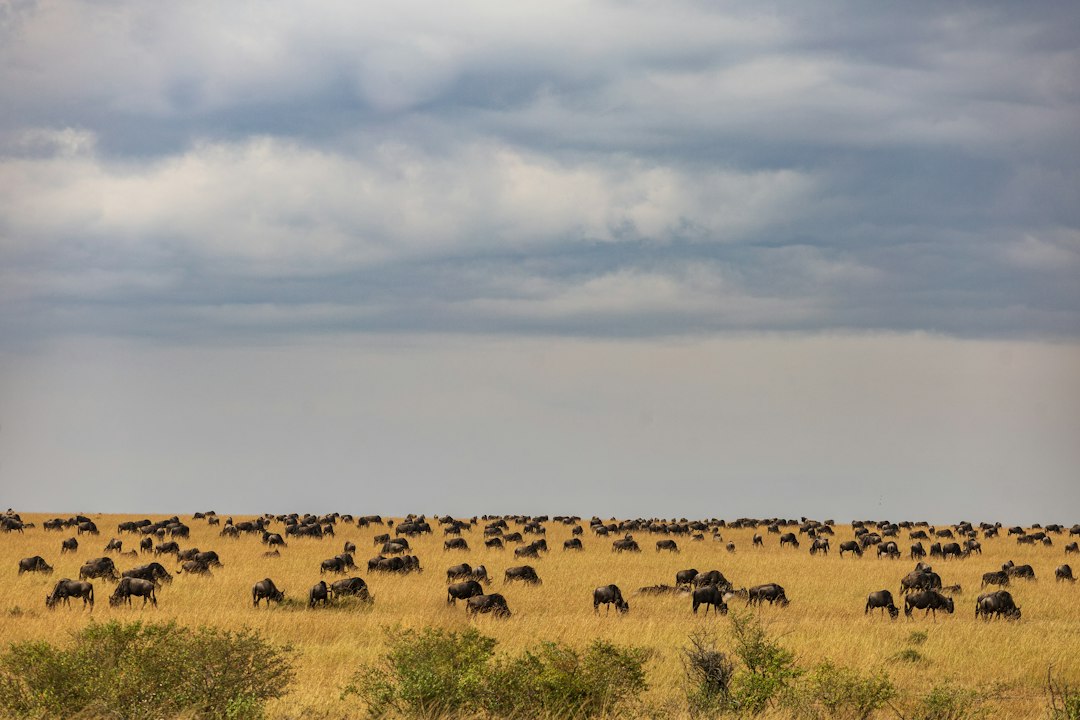 Large herd of wildebeest gathering across the Maasai Mara during the Great Migration