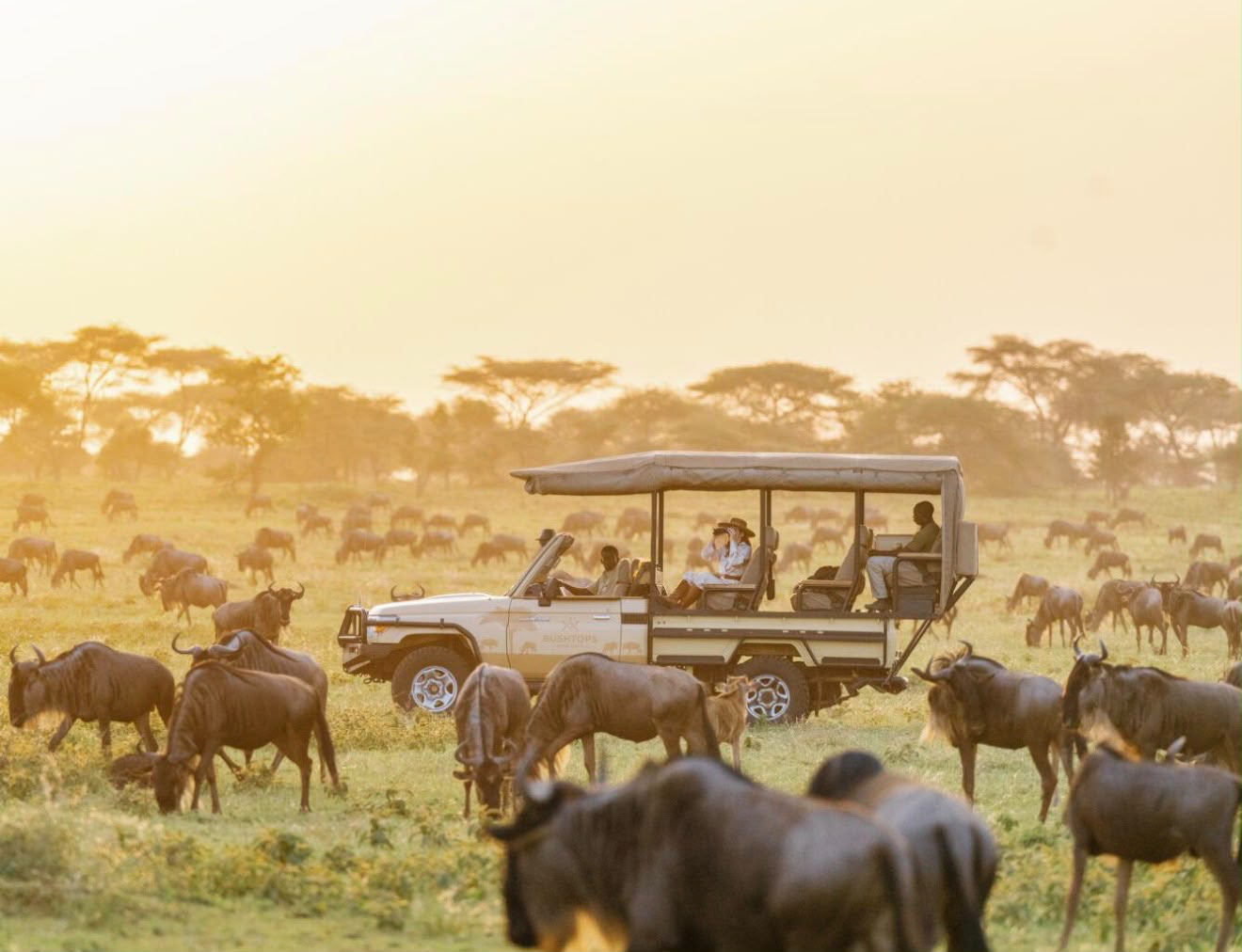 Open safari vehicle among a herd of wildebeest on a grassy plain.